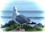 The Seagull Has Landed by TeaPhotography