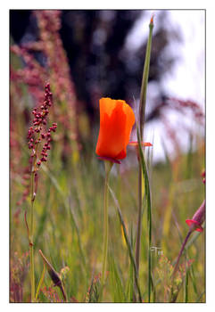 A Golden Heart by TeaPhotography
