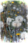 Bushels of Wishes by TeaPhotography