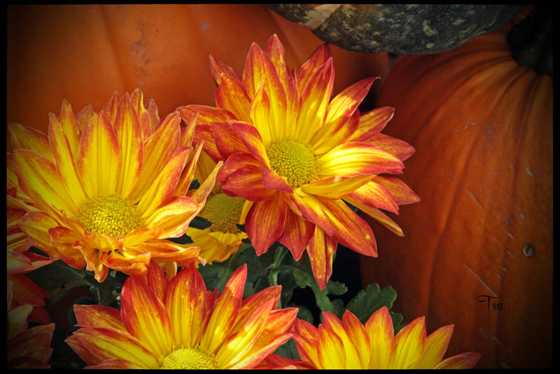 Wishes From An October Sprite by TeaPhotography Wishes From An October Sprite by TeaPhotography
