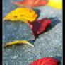 Autumn is a Rainbow of Change