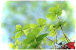 Luck From The Forest Floor Up by TeaPhotography