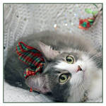 A Holly Jolly Jikan by TeaPhotography