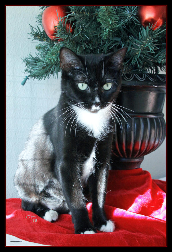 Inky's Shelter Christmas Tree