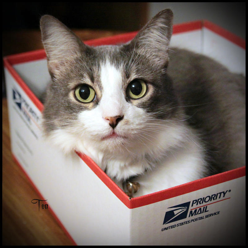 Priority Cat by TeaPhotography Priority Cat by TeaPhotography