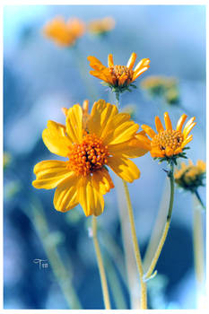 Of Springtime Forever