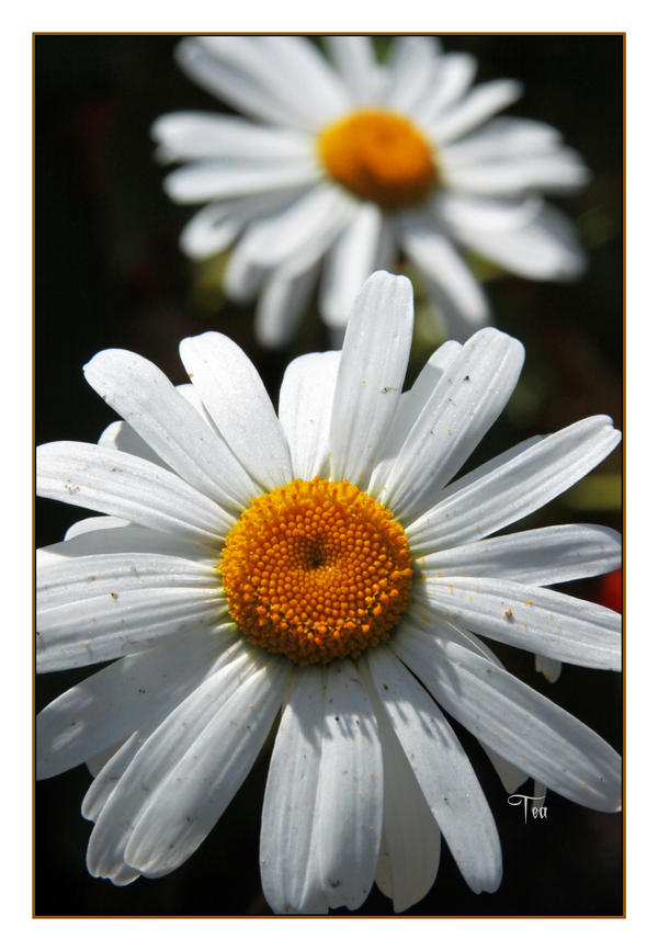 Happy Daisies