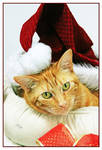 The Holiday Light of Lucas by TeaPhotography