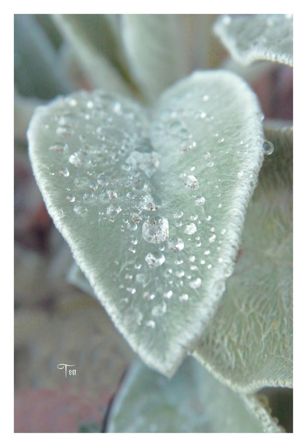 ALL HEART by TeaPhotography