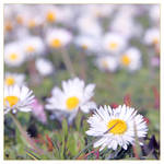 Field of Daisy Dreams by TeaPhotography