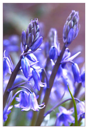 Senses by TeaPhotography Senses by TeaPhotography