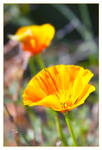 Coastal Poppy Magic by TeaPhotography