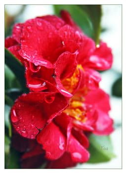 Camellia of the Thunderstorm