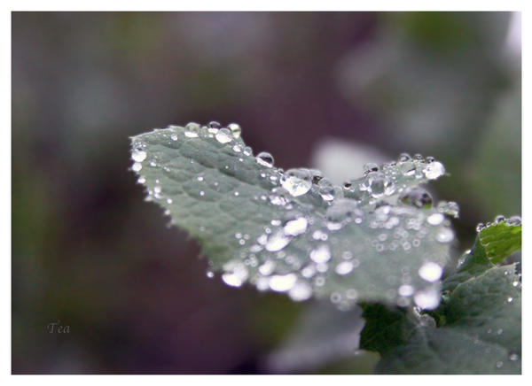 Every Day is Fresh by TeaPhotography Every Day is Fresh by TeaPhotography