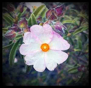 That Which Fills My Heart by TeaPhotography That Which Fills My Heart by TeaPhotography