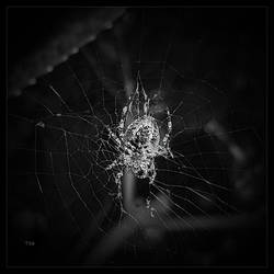 The Itsy Bitsy Spider