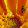 2488-yellow lady bug