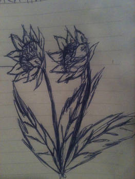 Sunflower doodles