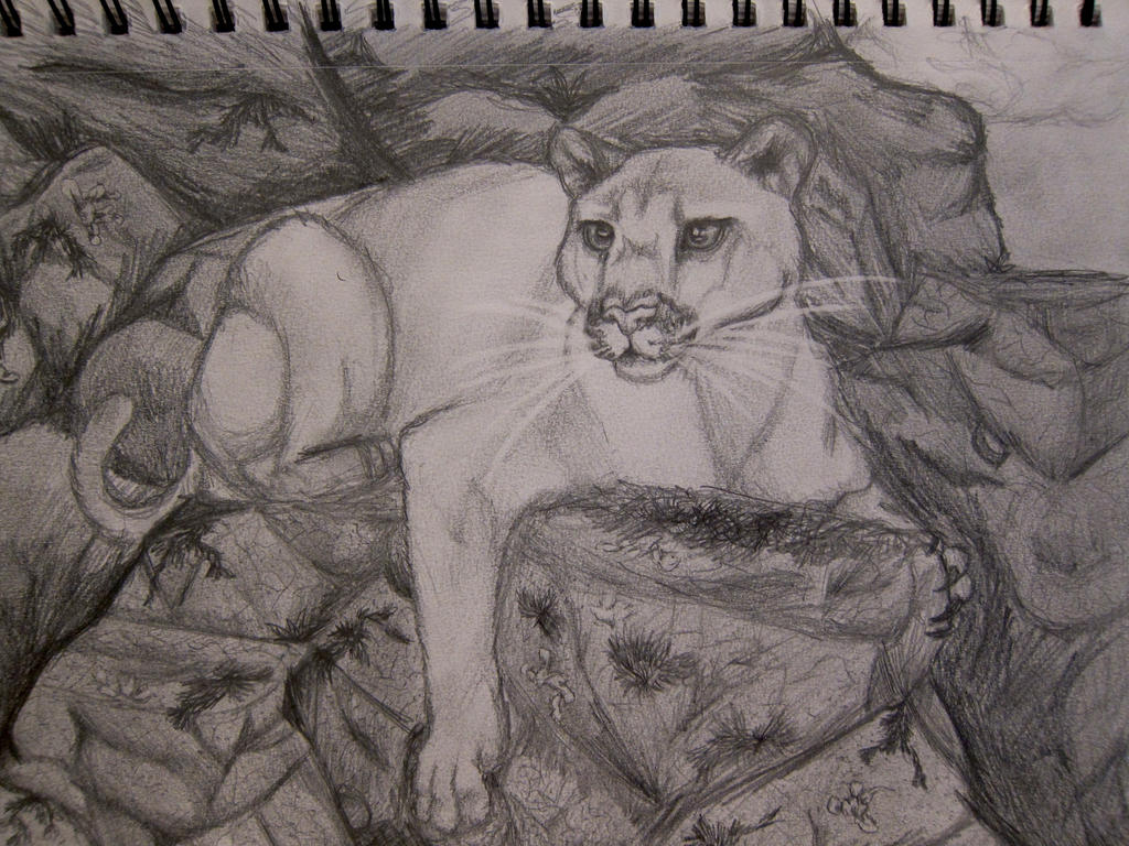 Mountain Lion