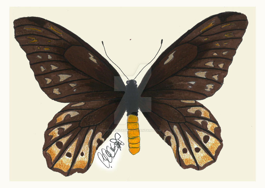 Queen Alexandra's Birdwing Butterfly (Female) by Cyrenization on DeviantArt