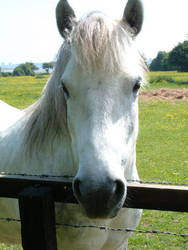 porch horse 3