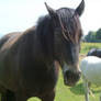 porch horse 5