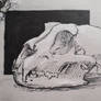 Snow leopard skull