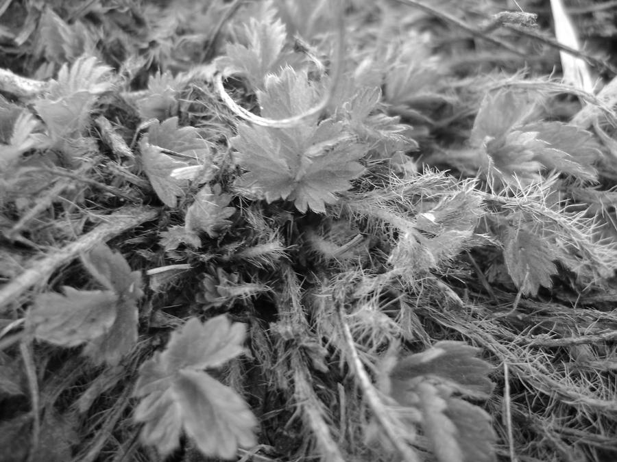 Grey Moss by amerillo342 on DeviantArt