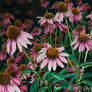 Purple Cone Flowers