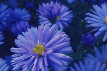 Aster II