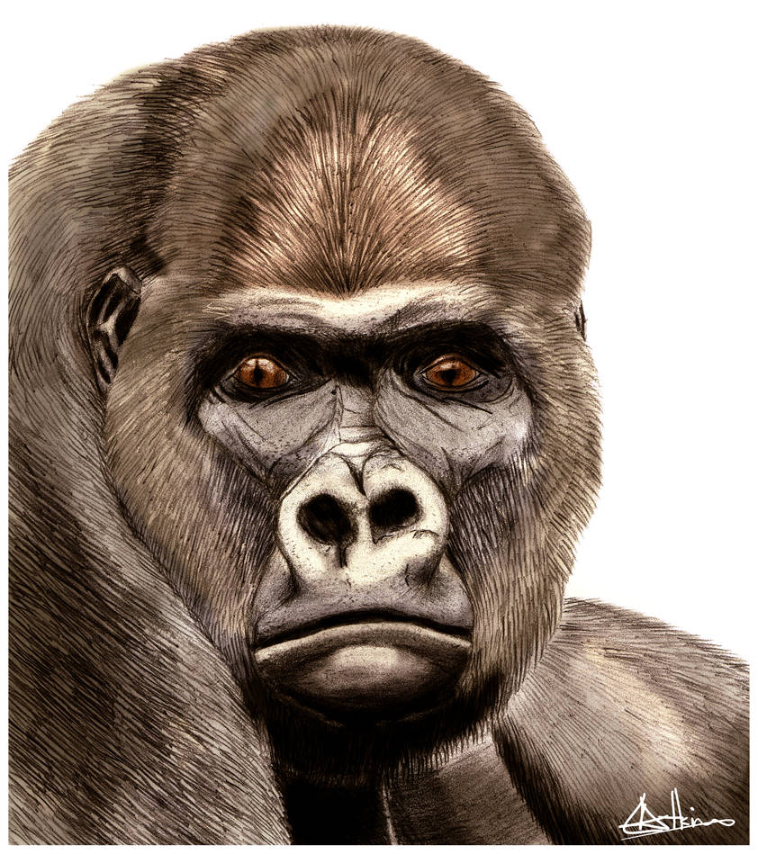 Western Lowland Gorilla Colour by mail900 on DeviantArt