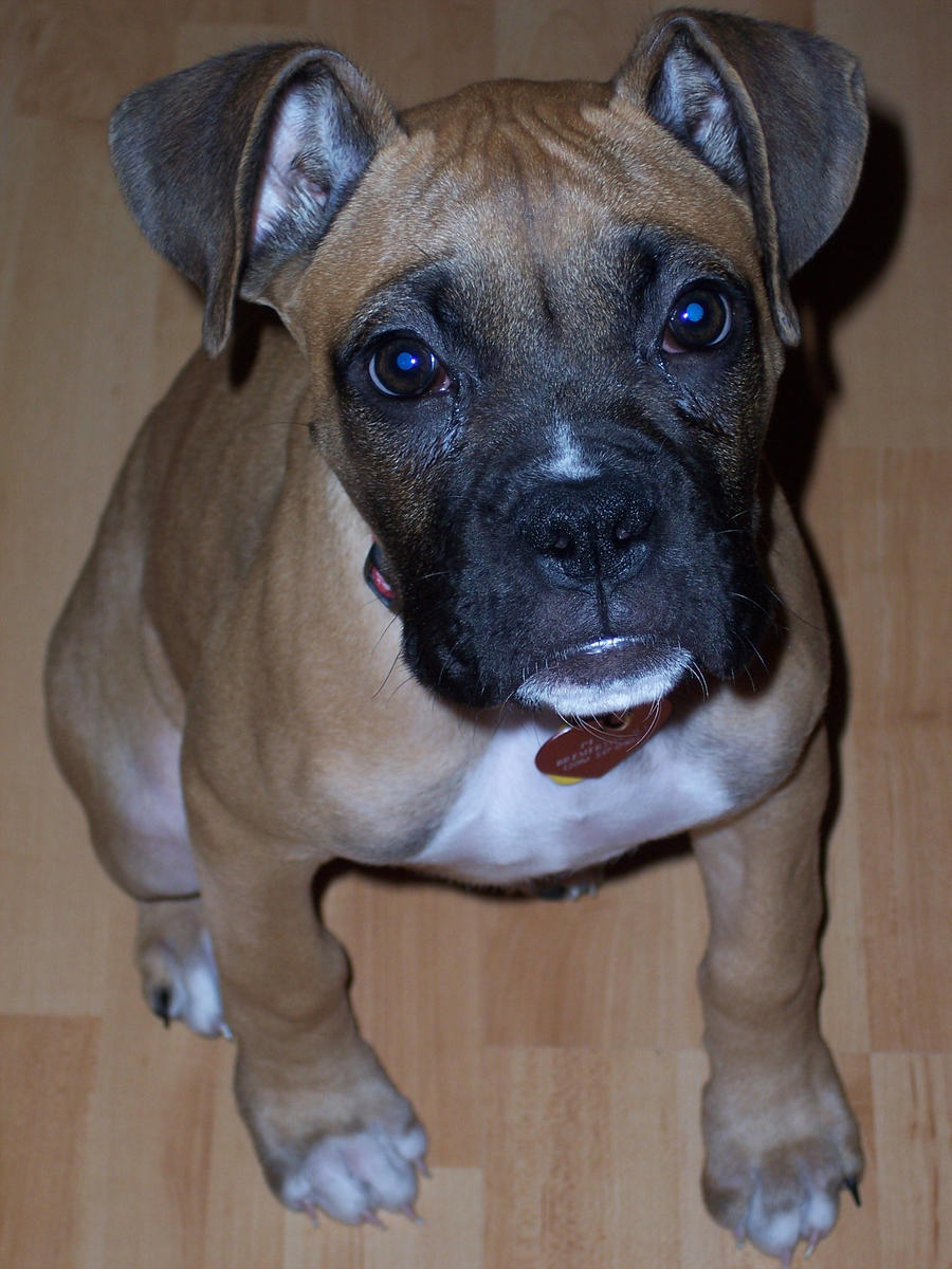 Boxer Pup