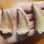 Tooth crowns from Mosasaurus beaugei