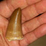 Mosasaurus tooth