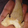 Otodus obliquus tooth 6