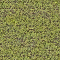 Seamless tiling hedge texture (2048x2048)