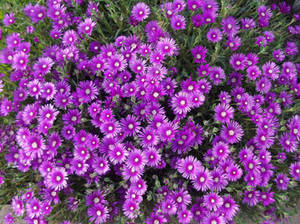 Purple Flowers