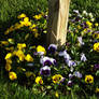 Purple and Yellow Flowers