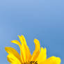 Flower: Yellow 001_2