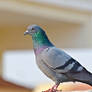 Birds: Pigeon 09