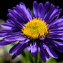 Flowers: Purple 8