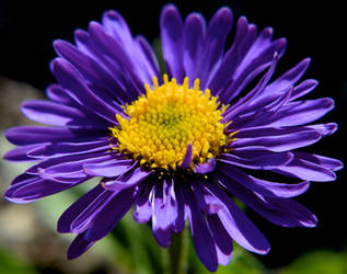 Flowers: Purple 8