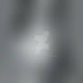Grey Morning