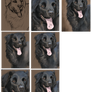 Step by Step : Dog