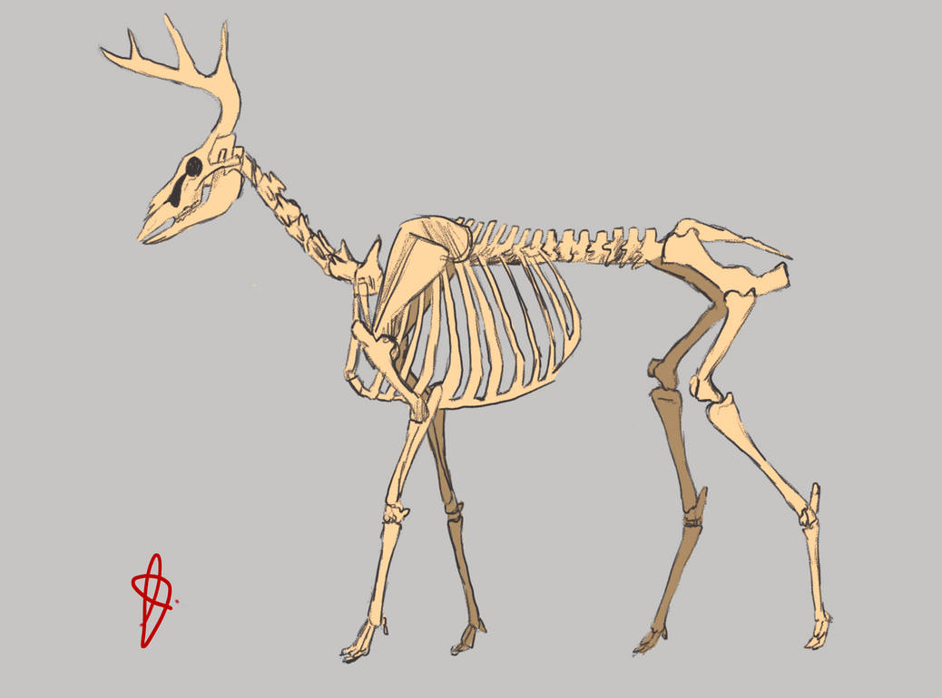 Deer rough anatomy study by jessicaartcorner on DeviantArt