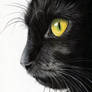 Black Cat Profile