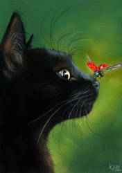 Black Cat and Ladybug