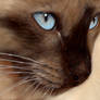 Siamese Cat, Oriental Cat