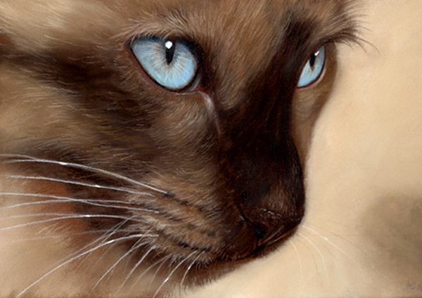 Siamese Cat, Oriental Cat