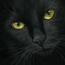 black cat portrait- pastel painting